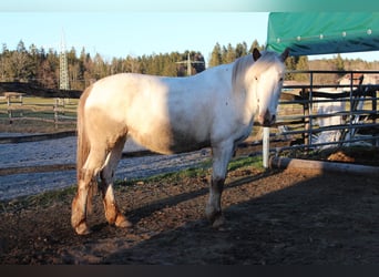 Knabstrupper, Yegua, 9 años, 148 cm, White/Blanco