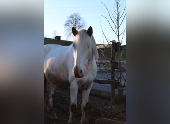 Knabstrupper, Yegua, 9 años, 148 cm, White/Blanco