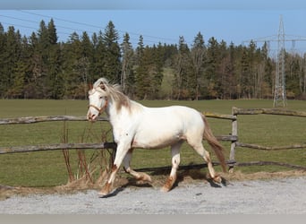 Knabstrupper, Yegua, 9 años, 150 cm, White/Blanco