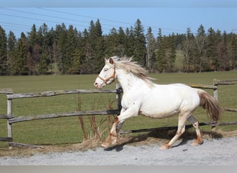 Knabstrupper, Yegua, 9 años, 150 cm, White/Blanco