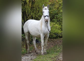 Knabstrupper, Yegua, 9 años, 150 cm, White/Blanco