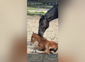 Knabstrupper, Yegua, Potro (04/2026), 158 cm, Castaño