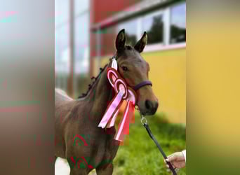 Knabstrupper, Yegua, Potro (04/2025), 165 cm, Atigrado/Moteado