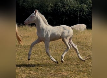 Knabstrupper Mestizo, Yegua, Potro (05/2026), 168 cm, Cremello