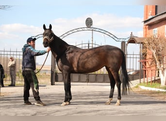 Koń achał-tekiński, Klacz, 9 lat, 160 cm, Gniada
