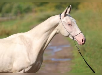 Koń achał-tekiński, Ogier, 2 lat, 158 cm, Cremello