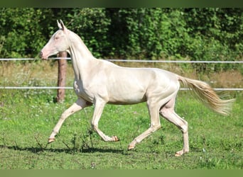 Koń achał-tekiński, Ogier, 2 lat, 158 cm, Cremello