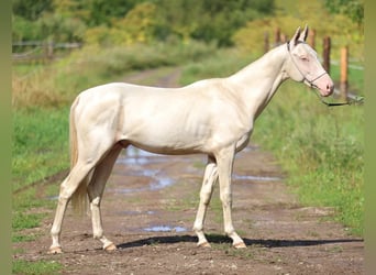 Koń achał-tekiński, Ogier, 2 lat, 158 cm, Cremello