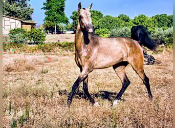Koń achał-tekiński, Ogier, 2 lat, 159 cm, Jelenia