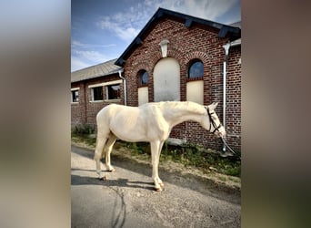 Koń achał-tekiński Mix, Ogier, 3 lat, 160 cm, Cremello