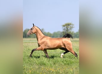 Koń achał-tekiński, Ogier, 4 lat, 160 cm, Jelenia