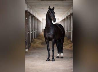 Koń achał-tekiński, Ogier, 4 lat, 162 cm, Kara