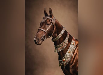 Koń achał-tekiński, Ogier, 7 lat, Ciemnogniada