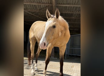 Koń achał-tekiński, Wałach, 6 lat, 157 cm, Jelenia