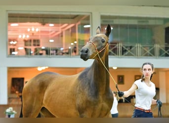 Koń achał-tekiński, Klacz, 11 lat, 164 cm, Bułana