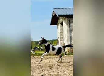 Koń achał-tekiński Mix, Klacz, 1 Rok, Srokata
