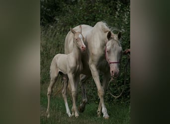 Koń achał-tekiński, Klacz, 22 lat, 158 cm, Cremello