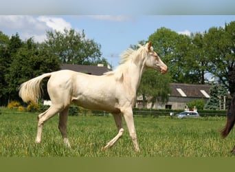 Koń achał-tekiński, Klacz, 2 lat, 158 cm, Cremello