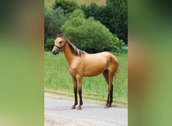 Koń achał-tekiński, Klacz, 3 lat, 150 cm, Jelenia