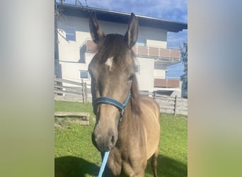 Koń achał-tekiński Mix, Klacz, 3 lat, 152 cm, Jelenia