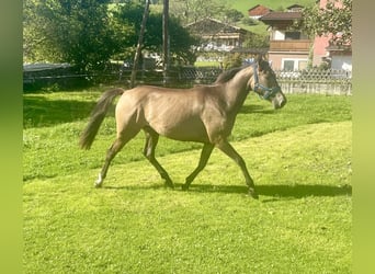 Koń achał-tekiński Mix, Klacz, 3 lat, 152 cm, Jelenia