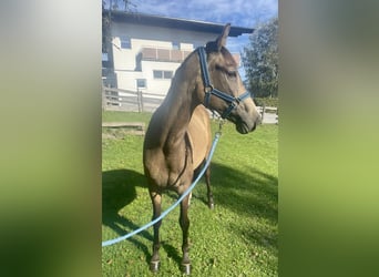 Koń achał-tekiński Mix, Klacz, 3 lat, 152 cm, Jelenia