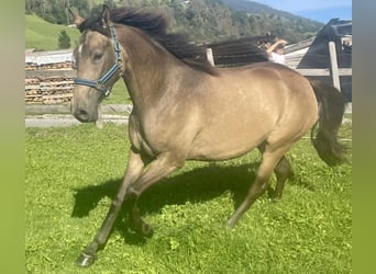 Koń achał-tekiński Mix, Klacz, 3 lat, 152 cm, Jelenia