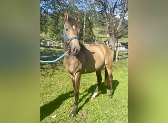 Koń achał-tekiński Mix, Klacz, 3 lat, 152 cm, Jelenia