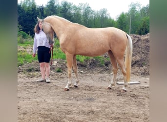 Koń achał-tekiński, Klacz, 3 lat, 156 cm, Izabelowata