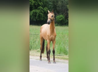 Koń achał-tekiński, Klacz, 4 lat, 150 cm, Jelenia