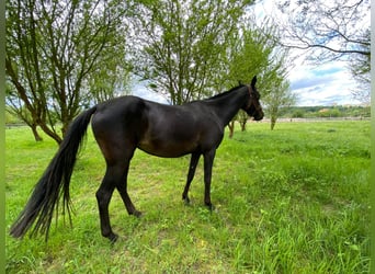 Koń achał-tekiński, Klacz, 4 lat, 154 cm, Ciemnogniada