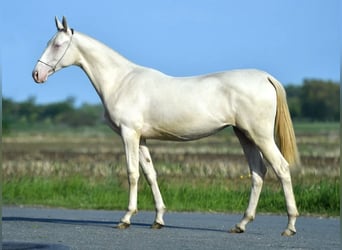 Koń achał-tekiński, Klacz, 4 lat, 157 cm, Perlino