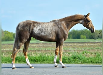 Koń achał-tekiński, Klacz, 5 lat, 157 cm, Izabelowata