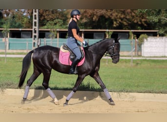 Koń achał-tekiński, Klacz, 5 lat, 162 cm, Kara