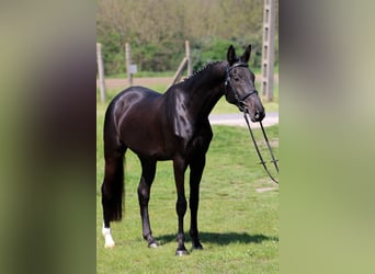 Koń achał-tekiński, Klacz, 5 lat, 162 cm, Kara