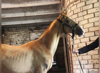 Koń achał-tekiński, Klacz, 6 lat, 157 cm, Izabelowata