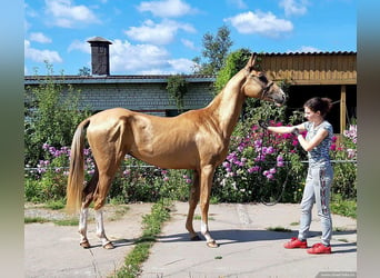 Koń achał-tekiński, Klacz, 6 lat, 157 cm, Izabelowata