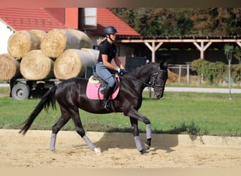 Koń achał-tekiński, Klacz, 6 lat, 162 cm, Kara