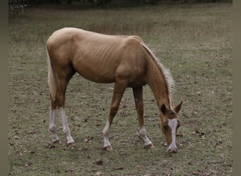 Koń achał-tekiński, Ogier, 1 Rok, Cremello