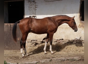 Koń achał-tekiński, Ogier, 1 Rok, Rabicano