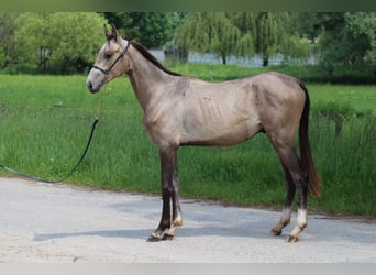 Koń achał-tekiński, Ogier, 2 lat, 145 cm, Jelenia