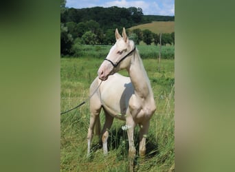 Koń achał-tekiński, Ogier, 2 lat, 148 cm, Cremello