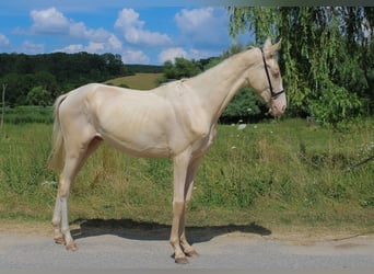 Koń achał-tekiński, Ogier, 2 lat, 148 cm, Cremello