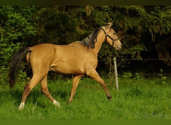 Koń achał-tekiński, Ogier, 2 lat, 160 cm, Izabelowata
