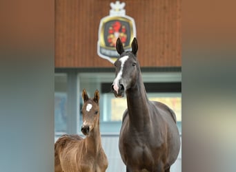Koń achał-tekiński, Ogier, 2 lat, Bułana
