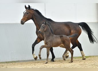 Koń achał-tekiński, Ogier, 2 lat, Bułana