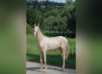 Koń achał-tekiński, Ogier, 3 lat, 148 cm, Cremello