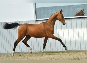 Koń achał-tekiński, Ogier, 3 lat, Gniada