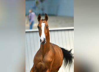 Koń achał-tekiński, Ogier, 3 lat, Gniada