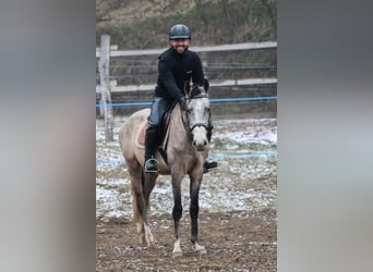 Koń achał-tekiński, Ogier, 4 lat, 158 cm, Siwa